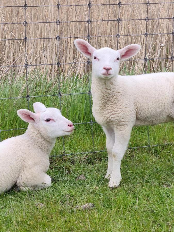 Erdgeschoss Wohnung Watt'N Meer Mit Garten In Dangast Varel Eksteriør billede